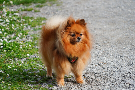 Une adorable petite chienne spitz nain qui a ses poils qui se soul&egrave;vent dans le vent