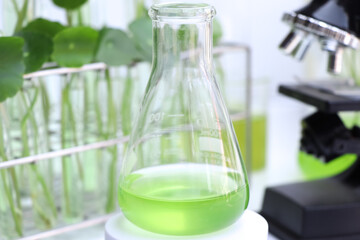 Centella asiatica leaves and green water in biological test tubes