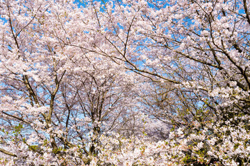 Fototapeta premium 桜 春