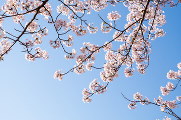 桜　春
