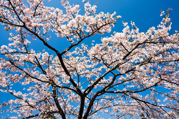 Beautiful cherry blooming in Alishan Forest Recreation Area in Chiayi, Taiwan.
