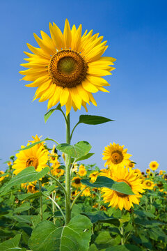 Close-up of yellow sunflower with the blue sky background