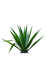 Agave is a tropical drought tolerant plant with sharp thorns isolated on white background and cutting path.