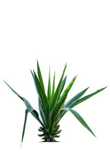 Agave is a tropical drought tolerant plant with sharp thorns isolated on white background and cutting path.