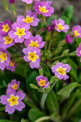 Purple and yellow violet spring flowers in the garden close-up
