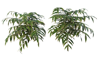 Plants and shrubs on a transparent background