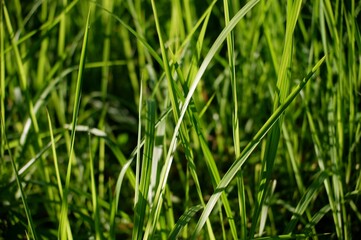 green grass background