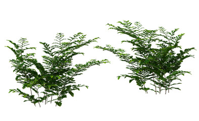 Plants and shrubs on a transparent background