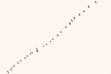 Flock of birds isolated in the sky