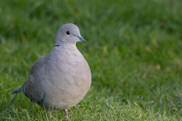 dove on grass