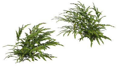 Plants and shrubs on a transparent background