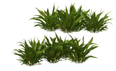 Plants and shrubs on a transparent background