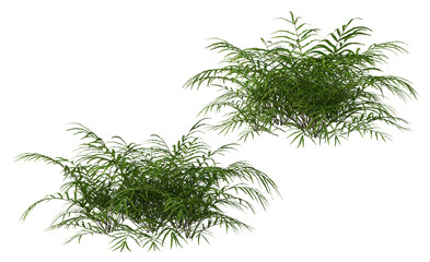 Plants and shrubs on a transparent background