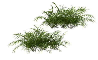 Plants and shrubs on a transparent background