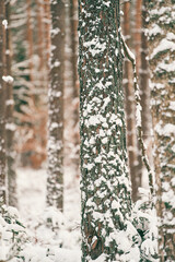 Obraz premium Snow covered tree bark in the winter woods. Close up of a tree texture at winter.