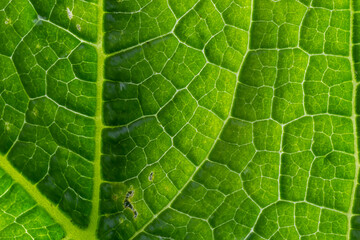 Abstract green leaves texture for background. Natural environment, ecological concept
