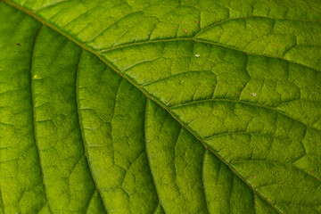Abstract green leaves texture for background. Natural environment, ecological concept