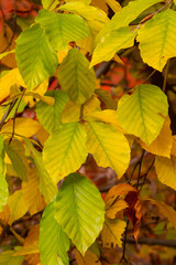 Autumn beech leaves on a tree close up on a sunny day. Copy space, shallow depth of field