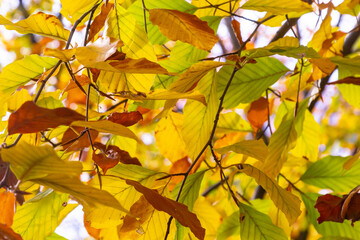 Autumn beech leaves on a tree close up on a sunny day. Copy space, shallow depth of field