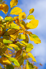 Yellow leaves on autumn trees against the blue sky