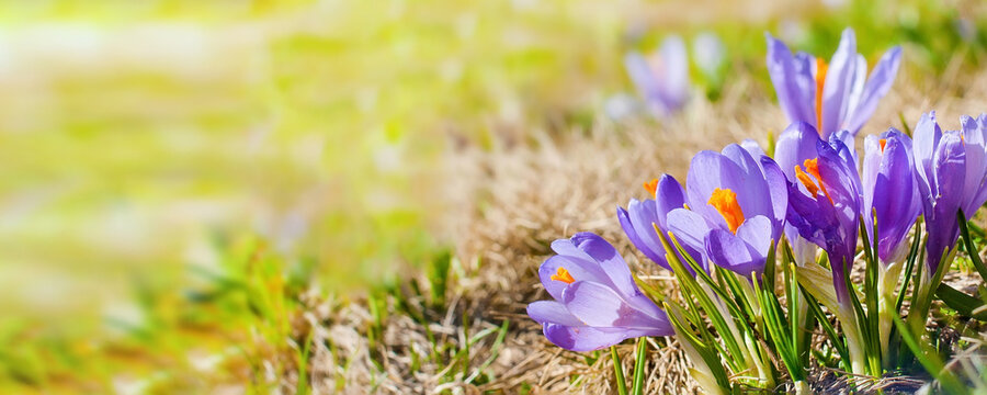 Closeiup purple crocuses spring flowers banner