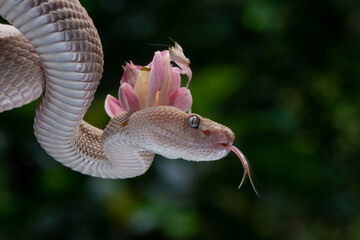 A pink female mangrove pit viper Trimeresurus purpureomaculatus and a pink orchid mantis hymenopus...