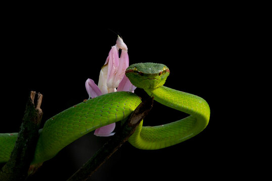 A male wagler's temple pit viper Tropidolaemus wagleri and a pink orchid mantis hymenopus coronatus on the viper body with bokeh background 