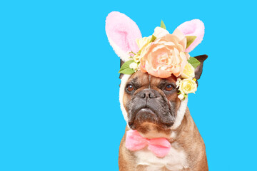 French Bulldog dog wearing Easter bunny costume ears headband with rose flowers on blue background