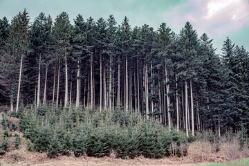 pine forest in the evening