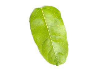 Fototapeta premium green leaf isolated on white
