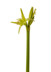  Hippeastrum (amarillis)  Spider Group "'Evergreen" on a white background isolated.