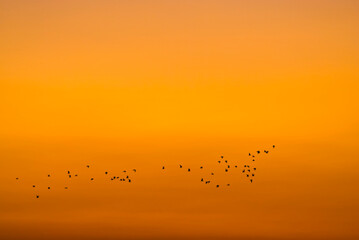 birds migrating whit orange background