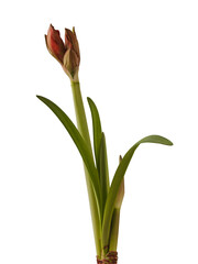 Double    hippeastrum (amaryllis)   on white  background isolated