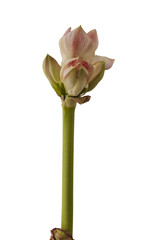 Hippeastrum (amaryllis)   "Cherry Blossom"   on white backgrounds isolated