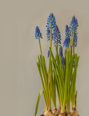Fototapeta premium Blue muscari on gray background