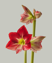 Hippeastrum (amaryllis) Flamenco Queen on a gray background
