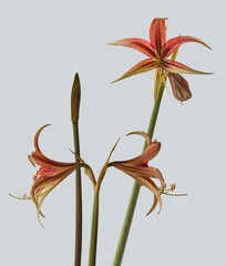Hippeastrum (amaryllis) La Paz on gray background isolated