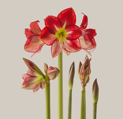Hippeastrum (amaryllis) Flamenco Queen on a gray  background isolated