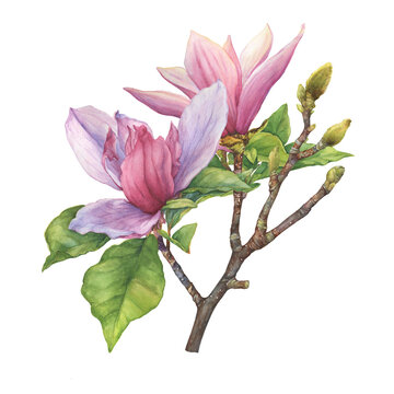 Branch of pink bright magnolia liliiflora flowers (also called mulan magnolia, woody-orchid). Botanical watercolor hand drawn painting illustration, isolated on white background.