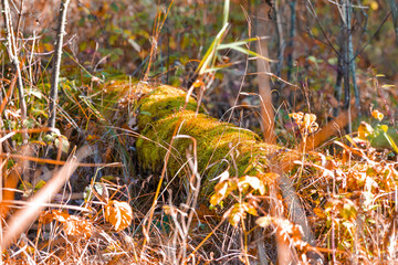 Naklejka na ściany i meble Old Mossy Dried Field Log With Grass on Autumn Field Against Seasonal Scenery in Polesye Natural Resort.