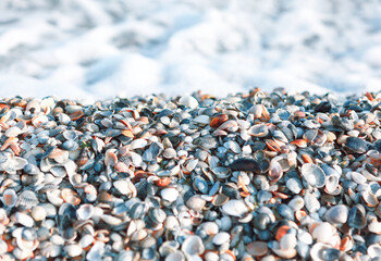 Shells and sea foam . Sea shore background