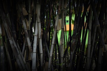 Lots of bamboo in the backyard