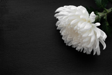 white chrysanthemum