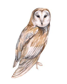 Barn owl watercolor isolated on white background. Realistic illustration for children's room decor decor, design of children's things, clothes.