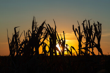 A beautiful silhouette of corn against the sunset bright sky of orange color.