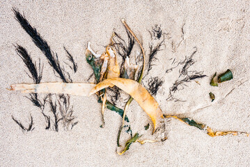 Abstract image of seaweed washed up on a sandy beach