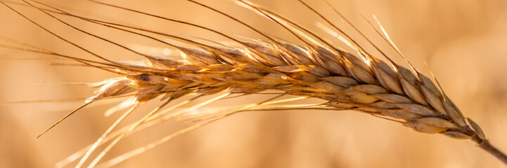 grain in a field before harvest