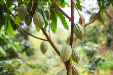 green cocoa pods in organic garden