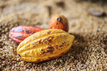 Organic yellow and brown Cocoa pods with blur background