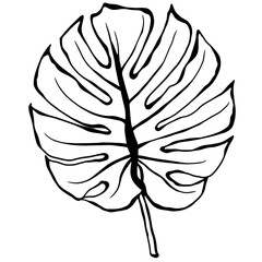 Ornamental plant leaf, Home plant for living room, Leaf, Home decoration, Hand drawn